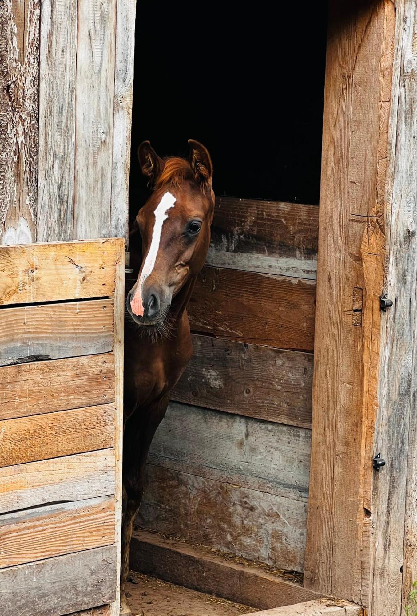 Maison D'Hotes En Pleine Nature Avec Chevaux Soucht Екстер'єр фото