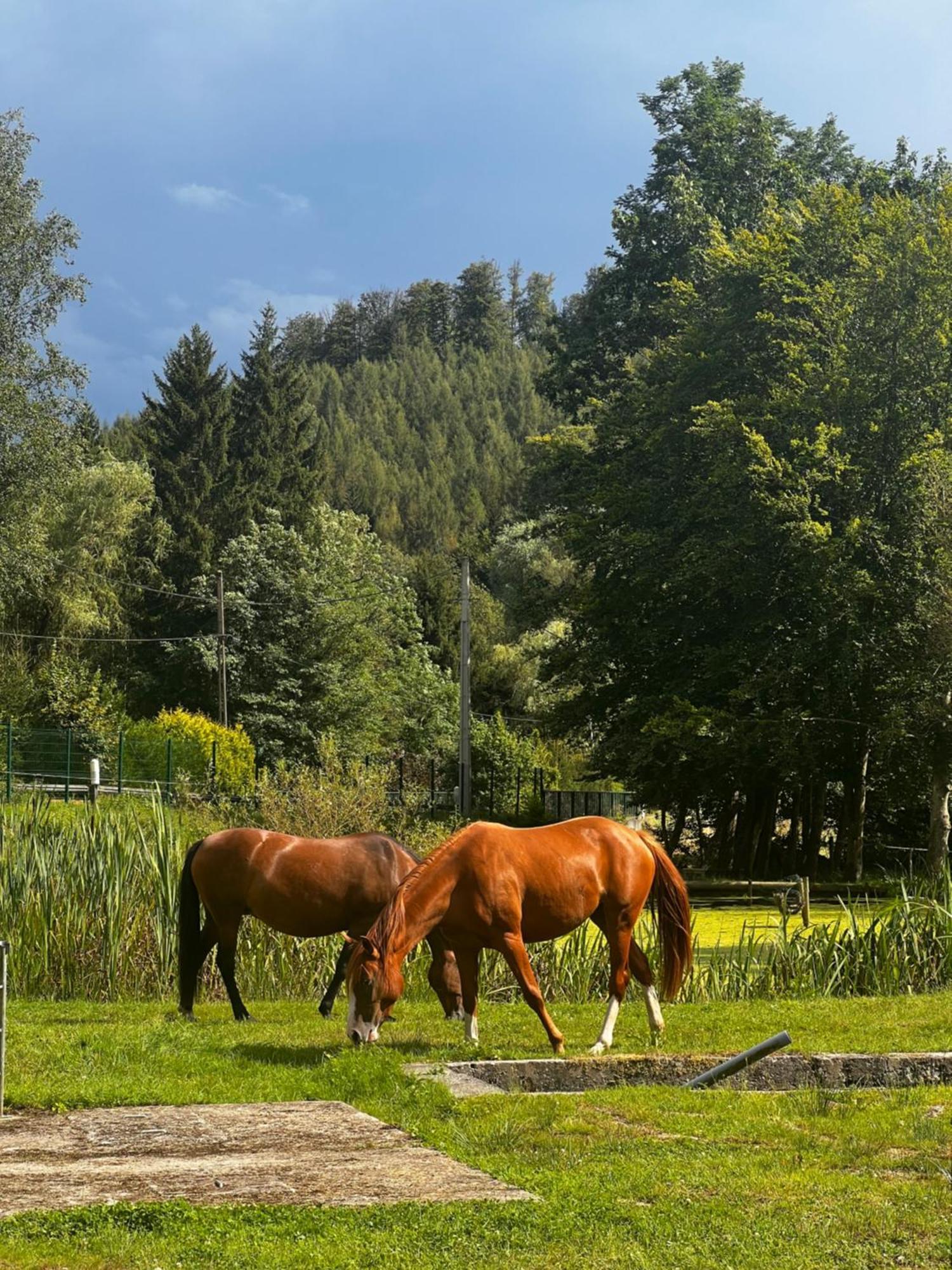 Maison D'Hotes En Pleine Nature Avec Chevaux Soucht Екстер'єр фото