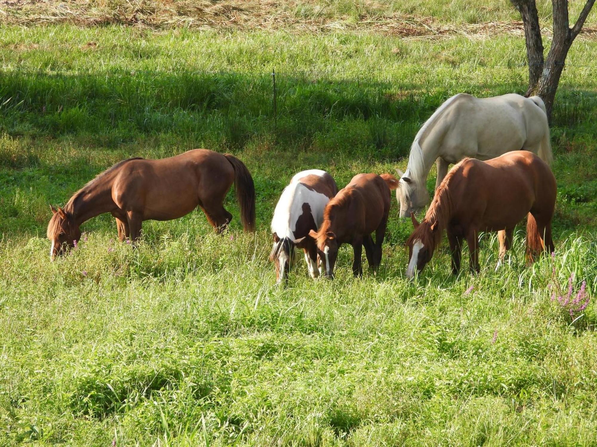 Maison D'Hotes En Pleine Nature Avec Chevaux Soucht Екстер'єр фото