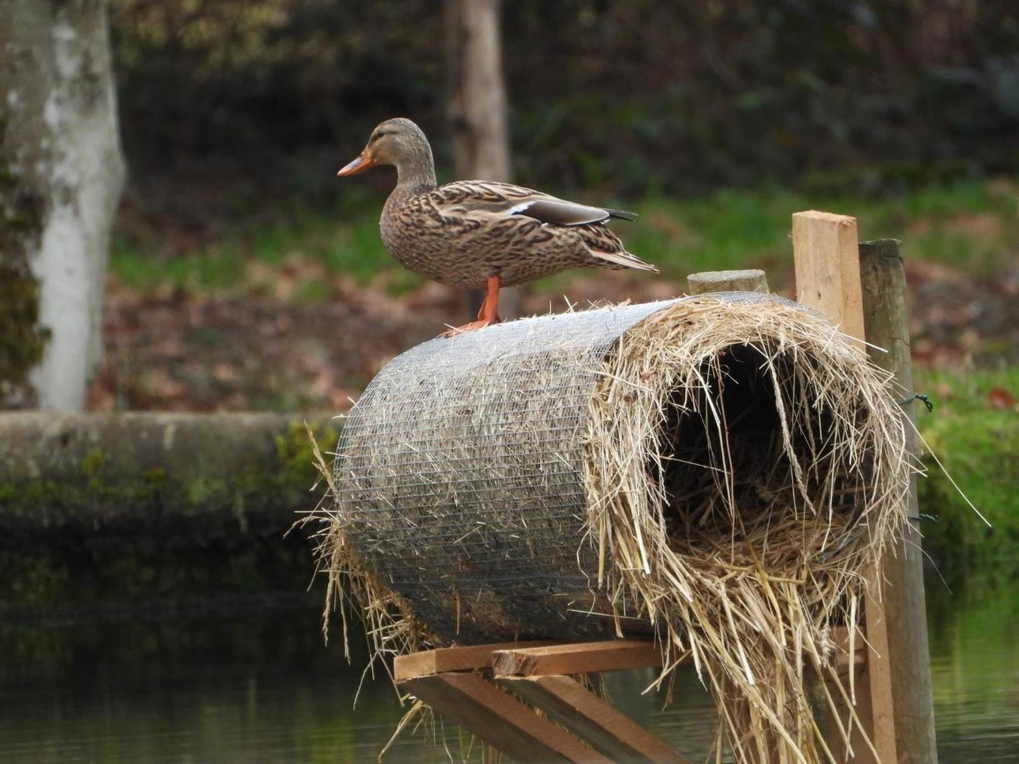Maison D'Hotes En Pleine Nature Avec Chevaux Soucht Екстер'єр фото